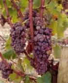 botrytised grapes